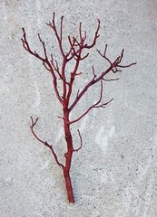 6 Beautiful Fresh-Cut, Trimmed Manzanita Branch Centerpieces 20″ to 24″