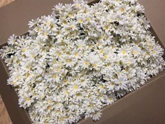 Cream Daisy Bunches Michael’s Craft Store/120 count/15 Daisies per Bunch