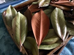 12pc Dried Branches Floral Decor