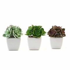 3 Green 5″ Assorted Faux Cute Succulent Echeveria Plants Off White Ceramic Pots