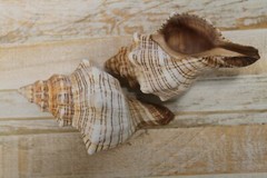Large Fox Sea Shells 5 inch to 6 inch Sizes, Quantity Priced, SS-163