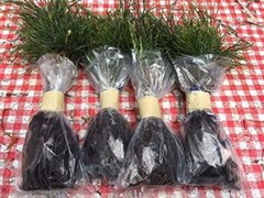 Wedding Favors (45) Evergreen Pine Starter Seedlings Bundle DIY Free Shipping