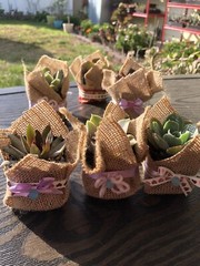 20 Succulent In Decorative Wrap For Wedding Favor, Party Favor