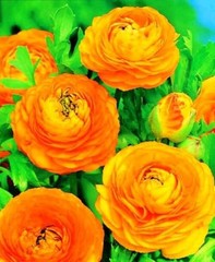 PCS Mixed Color Yellow/Red/Pink/Purple/White MulticoloredRanunculus 10 Orange