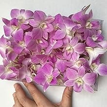 Mii Fresh Orchid Loose Bloom PERISHABLE flowers OrchidClub Sunne