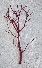 6 Fresh-Cut RED Manzanita Branches for Vertical Centerpieces *SIX!* 16″-20″