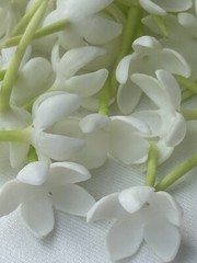 100 PCS White Blooming Gardenia for Jewelry Making, Garland, Home Decor, Wedding