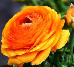 PCS Mixed Color Yellow/Red/Pink/Purple/White MulticoloredRanunculus 10 Orange