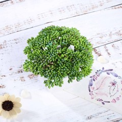 Set of 3 6″ tall Assorted Faux Sedum Succulent Plants with Off White Pots SALE