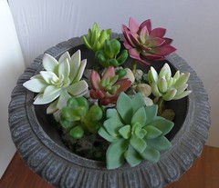 Set of 8 Artificial Succulent Plants Lifelike Lotus Flower Landscape