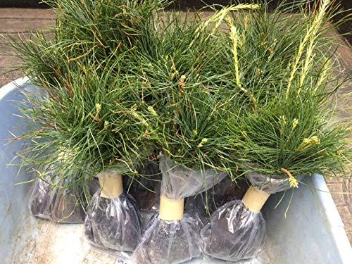 Wedding Favors (45) Evergreen Pine Starter Seedlings Bundle DIY Free Shipping