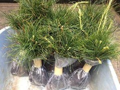 Wedding Favors (45) Evergreen Pine Starter Seedlings Bundle DIY Free Shipping
