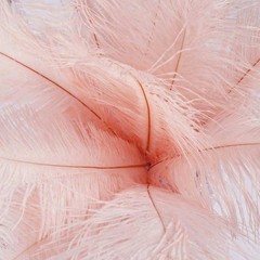 12 pcs 13-15″ long Rose Gold Genuine Ostrich FEATHERS Wedding Party Centerpieces