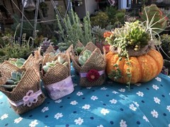 20 Succulent In Decorative Wrap For Wedding Favor, Party Favor
