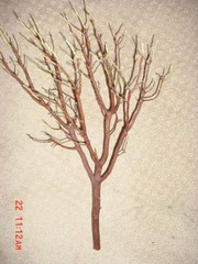 6 Fresh-Cut RED Manzanita Branches for Vertical Centerpieces *SIX!* 20″-24″