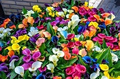 Mix Calla Lily Seeds, 150+ Pcs Mixed Color Perennial Zantedeschia Flower for