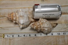 Large Fox Sea Shells 5 inch to 6 inch Sizes, Quantity Priced, SS-163