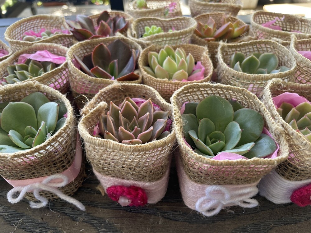 20 Succulent In Decorative Wrap For Wedding Favor, Party Favor