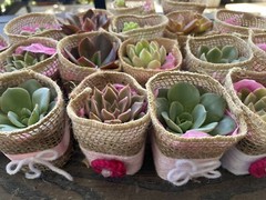 20 Succulent In Decorative Wrap For Wedding Favor, Party Favor