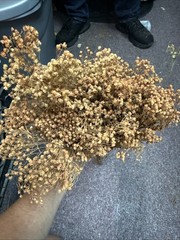 Dried Babys Breath (Dried Gypsophila) Reddish Brown Color