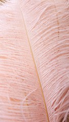 50 Pieces Blush Pink Ostrich Feathers 14-16 inches (GA, USA)