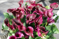 Mix Calla Lily Seeds, 150+ Pcs Mixed Color Perennial Zantedeschia Flower for