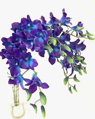 3 x LATEX TOUCH SINGAPORE BLUE PURPLE ORCHID DENDROBIUM ORCHIDS FLOWER FLOWERS