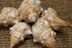 1st Quality Fox Sea Shells 3 inch to 4 inch Size Ranges Quantity Discount SS-164