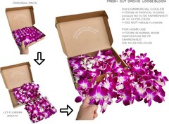 Mii Fresh Orchid Loose Bloom PERISHABLE flowers OrchidClub Sunne