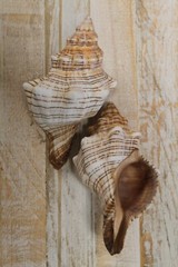 Large Fox Sea Shells 5 inch to 6 inch Sizes, Quantity Priced, SS-163