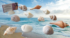 Kate Aspen Genuine Sea Shell Place Card Holders – Set of 12!