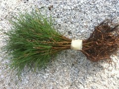 Wedding Favors (45) Evergreen Pine Starter Seedlings Bundle DIY Free Shipping