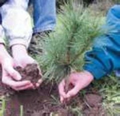 Wedding Favors (45) Evergreen Pine Starter Seedlings Bundle DIY Free Shipping