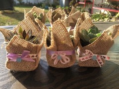 20 Succulent In Decorative Wrap For Wedding Favor, Party Favor