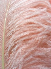 Peach Blush Pink 12 Pieces Ostrich Feather 12-14 inches Dozen Wedding Centerpiec