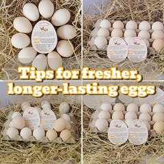 250 Pcs Premium Fresh Farm Egg Handling Instruction 2.7 x 3.5 inches, Colored