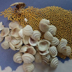 WEDDING CAKE SEASHELLS, Craft Supply, Beach Decor, Beach Weddings,flowers SS-475