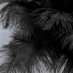 12 pcs 13-15″ long Black Genuine Ostrich FEATHERS Wedding Party Centerpieces