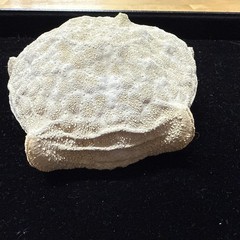 5 1/2” Culcita novaeguineae pillow star fish. starfish sea shell