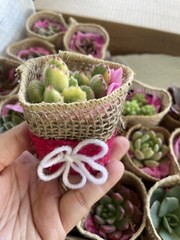 20 Succulent In Decorative Wrap For Wedding Favor, Party Favor