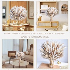 440PCS Natural Dried Pampas Grass Boho Home Decor Bouquet Phragmites Dried Fl…
