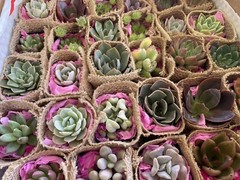 20 Succulent In Decorative Wrap For Wedding Favor, Party Favor