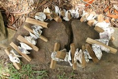 DIY Natural Beach Wedding Decor Driftwood Oyster Shells Garland, 33″+ G-83