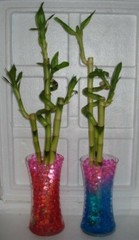 Water Beads – Vase Filler / reduce watering Lucky Bamboo, Flowers, Plants