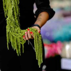 Preserved Amaranthus Premium Natural Dried Flowers Home Wedding Bouquet Decor