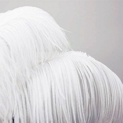 12 pcs 24-26″ long White Genuine Ostrich FEATHERS Wedding Party Centerpieces