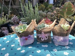 20 Succulent In Decorative Wrap For Wedding Favor, Party Favor