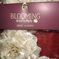 Sola Wood Flowers By Blooming Autumn NIP 20 Cream Flowers (10 Packs)
