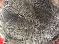 Nature Ostrich Feathers 12-14 inches 12 Pieces (GA, USA)
