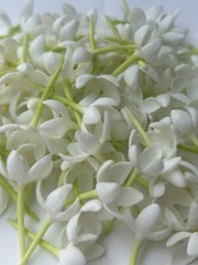 100 PCS White Blooming Gardenia for Jewelry Making, Garland, Home Decor, Wedding